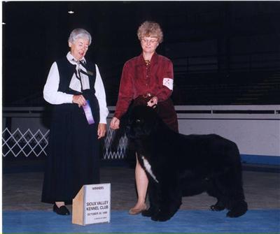 Newfoundland Puppies for Sale